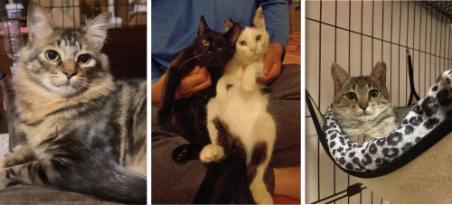 保護猫譲渡相談会