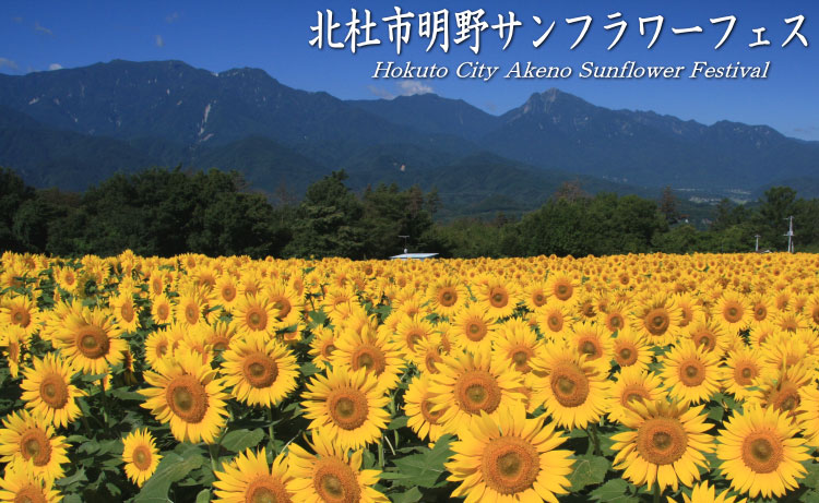 北杜市明野サンフラワーフェス2019