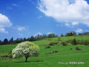 県営八ヶ岳牧場 | NPO法人清里観光振興会
