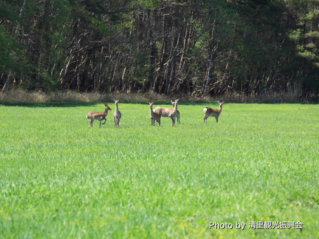 シーニックデッキ