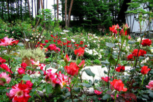 フェアリーテイルズ