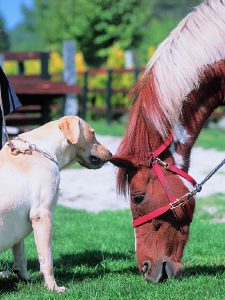 清里ポニー牧場