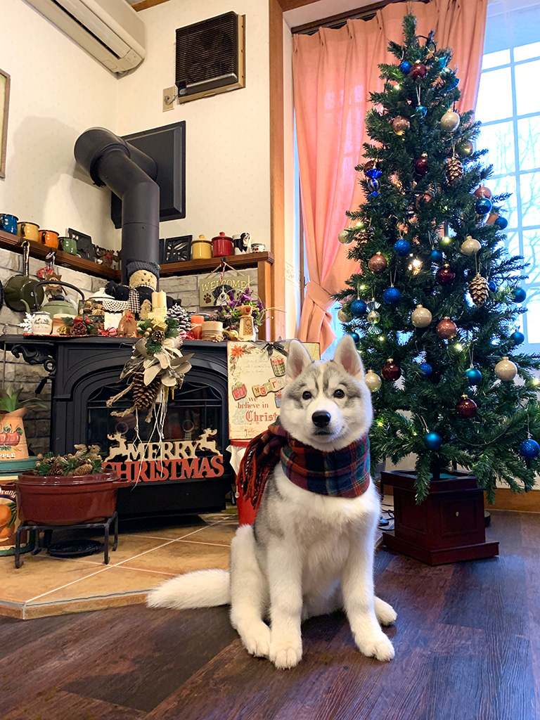 バーニーズ